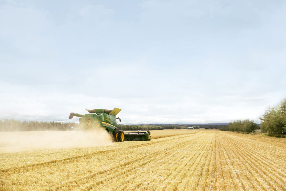 Everything You Need to Know About Oat Cultivation