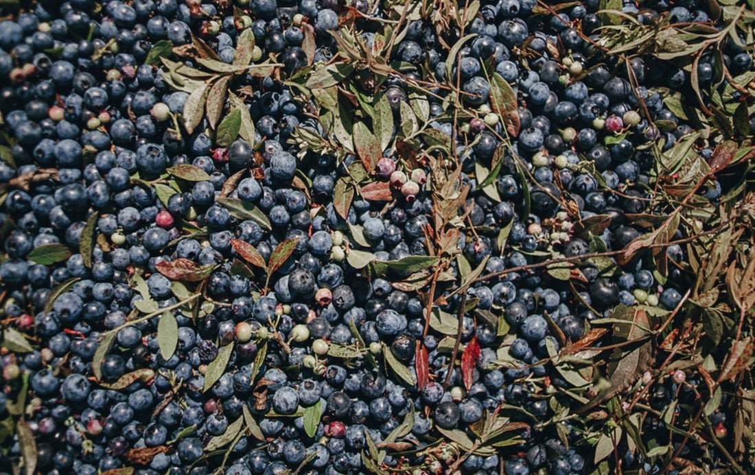 Quebec Wild Blueberries : A Tradition of Excellence